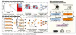 Battery state-of-health estimation using CNNs with transfer learning and multi-modal fusion of partial voltage profiles and histogram data